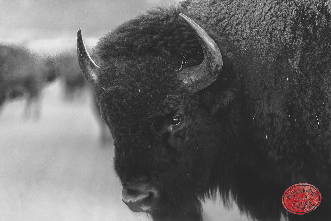 bison fine art photograph for sale