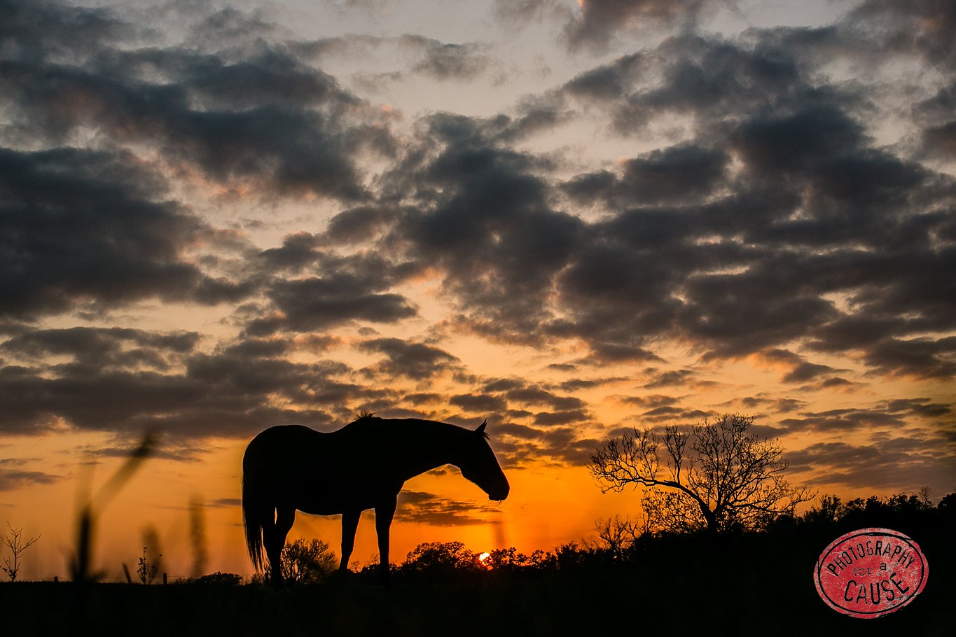 horse sunset silhouette photograph for sale