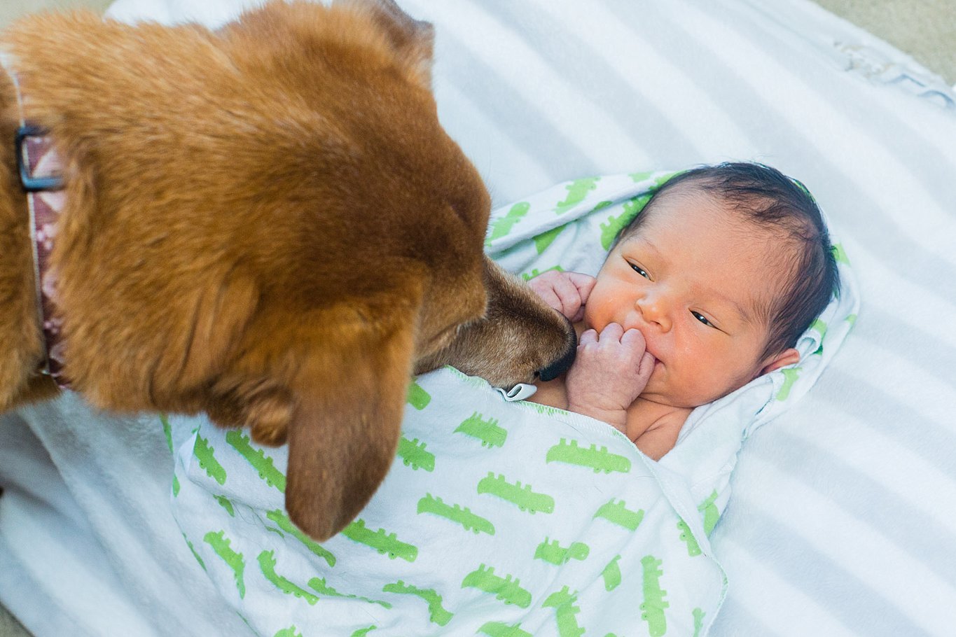 Newborn meets dog