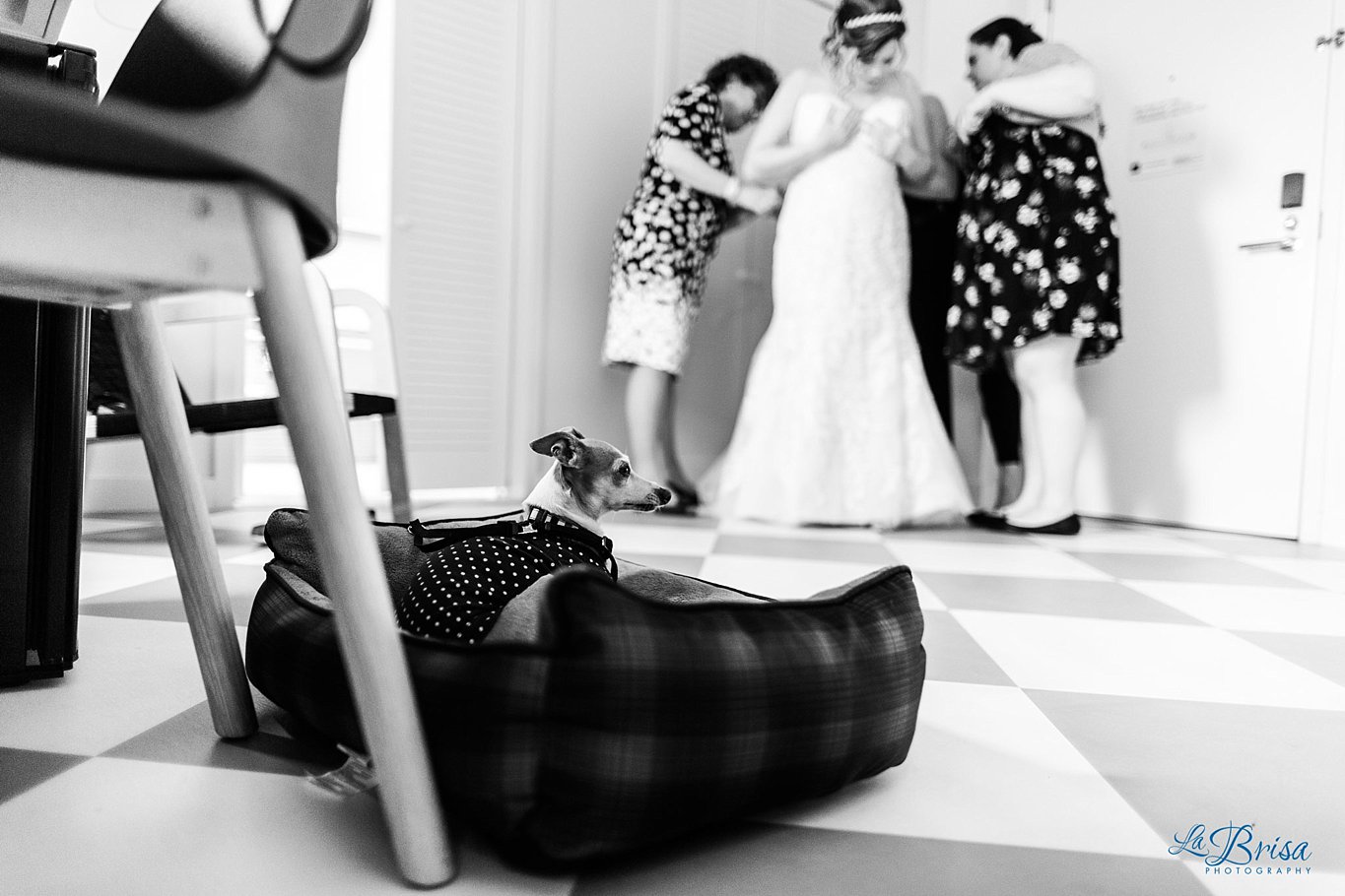 Asbury Park Hotel Wedding Bride Getting Dressed Dog