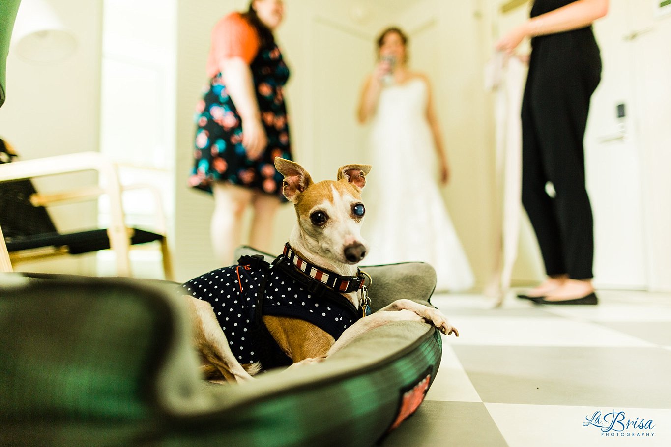 Asbury Park Hotel Wedding Bride Getting Dressed Dog