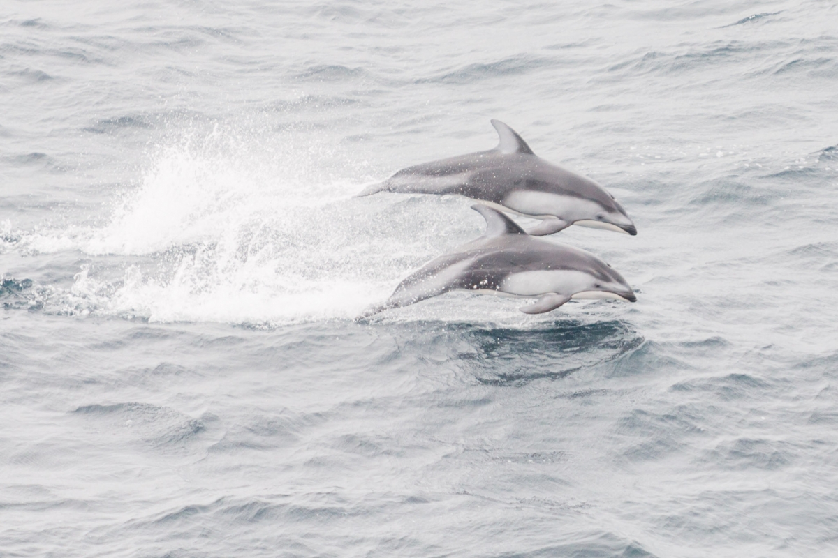 Dolphins Leaping Princess Cruise Alaska