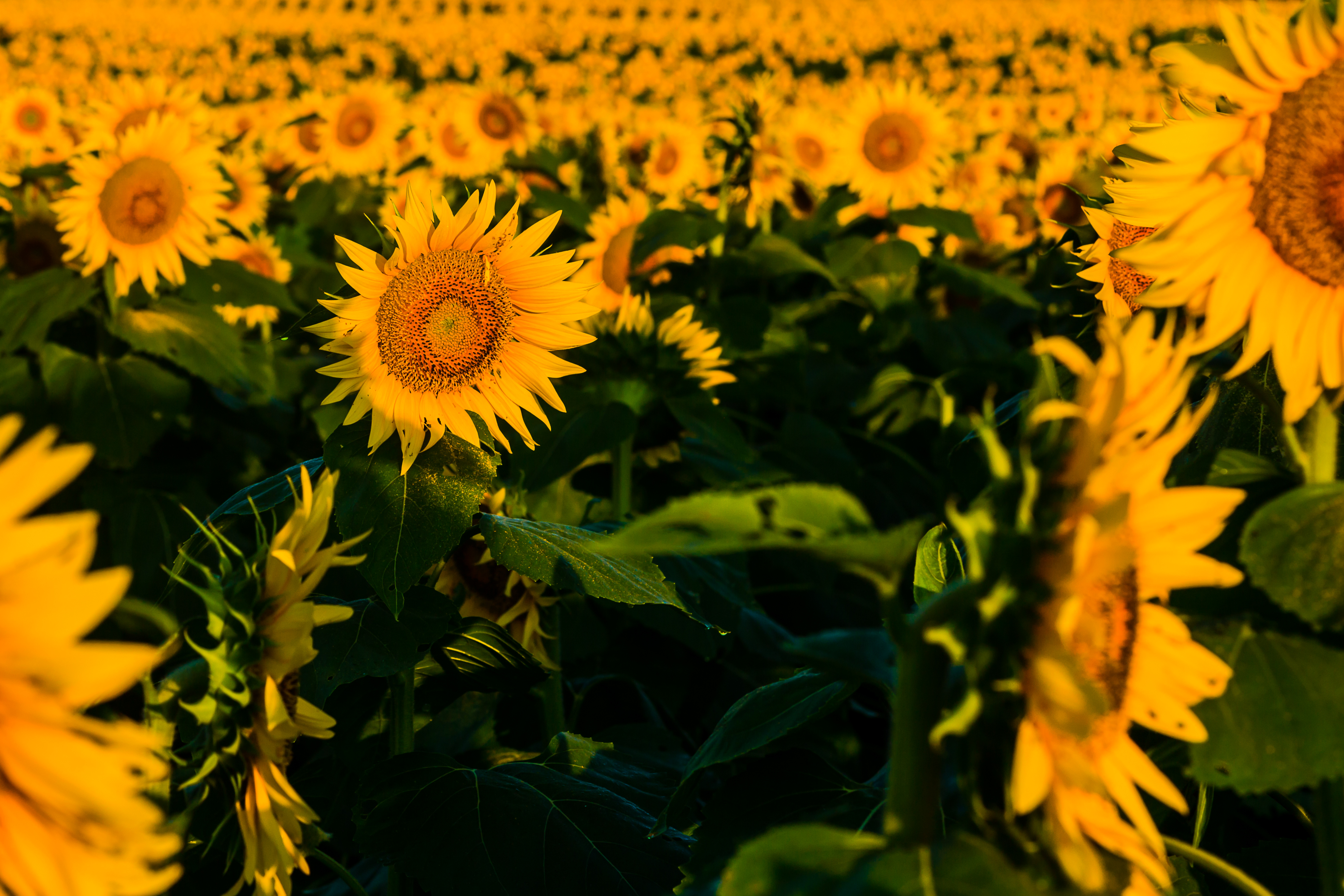Sunflowers La Brisa Photography