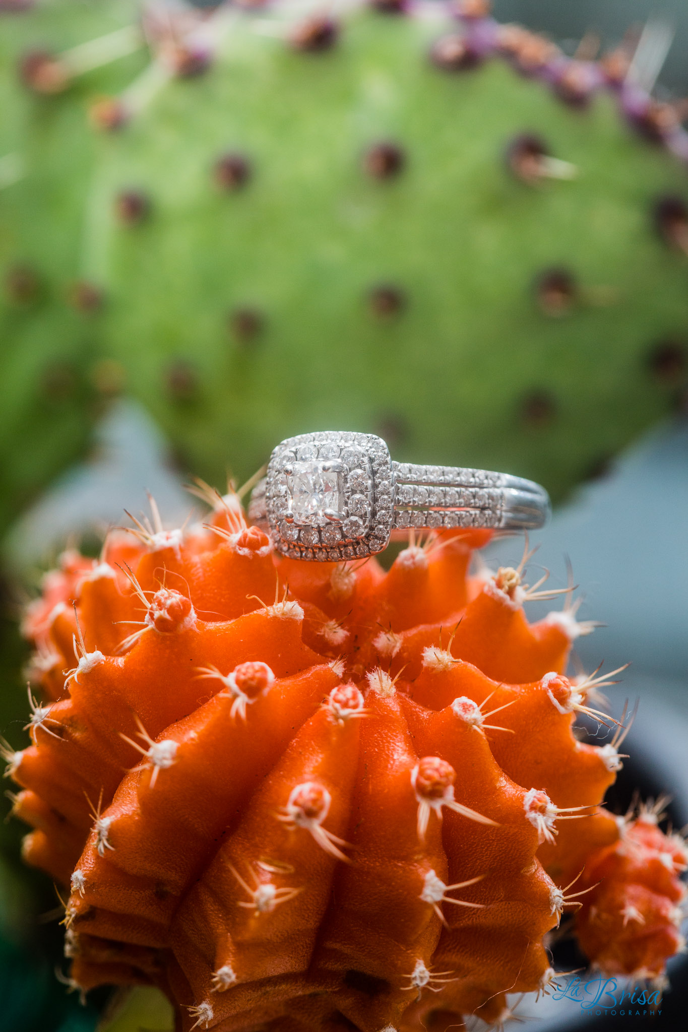 succulent engagement ring up close