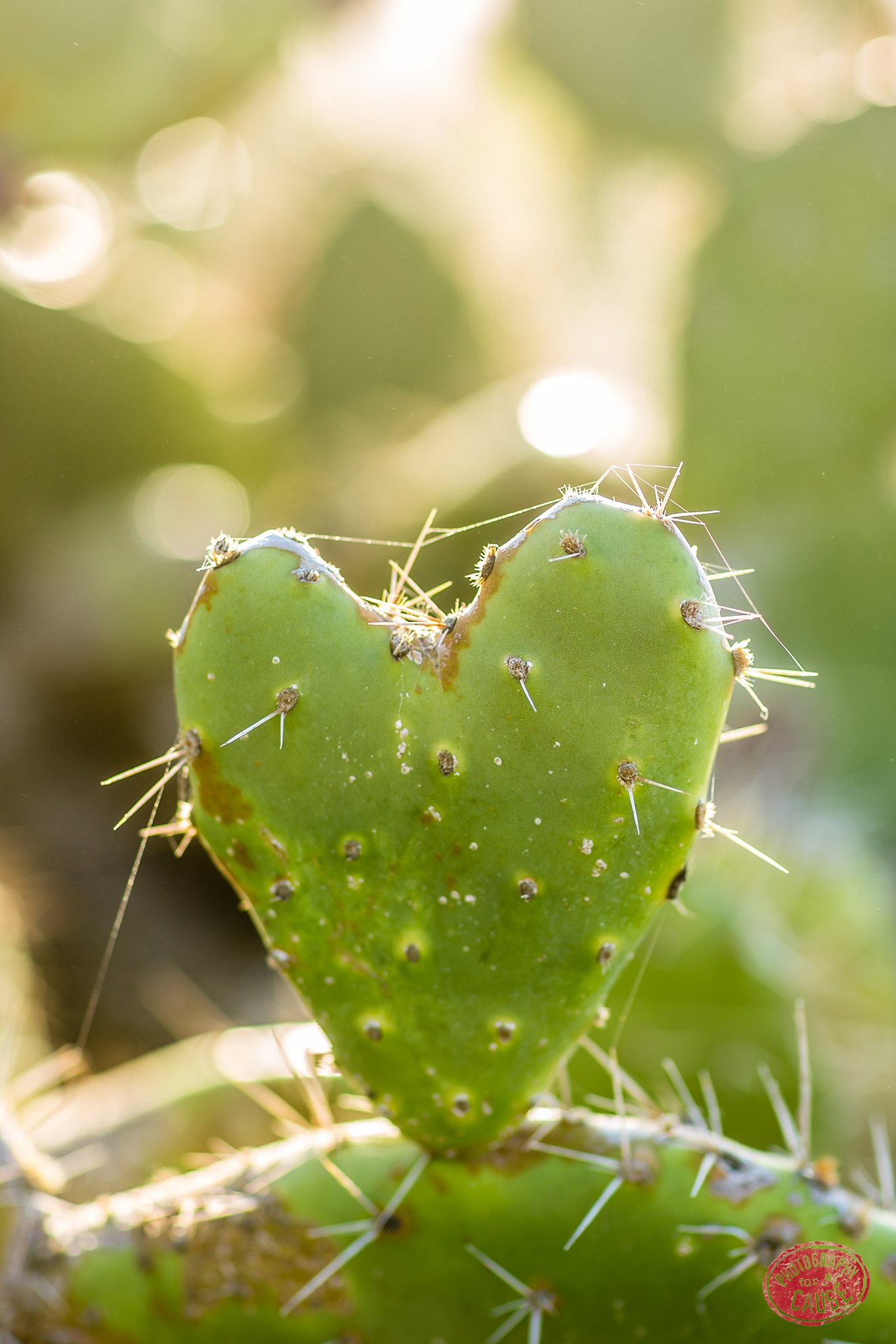 Heart Cactus Photograph for sale